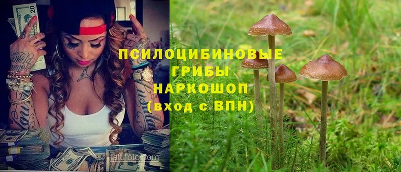 Галлюциногенные грибы Cubensis  как найти закладки  Новочебоксарск 